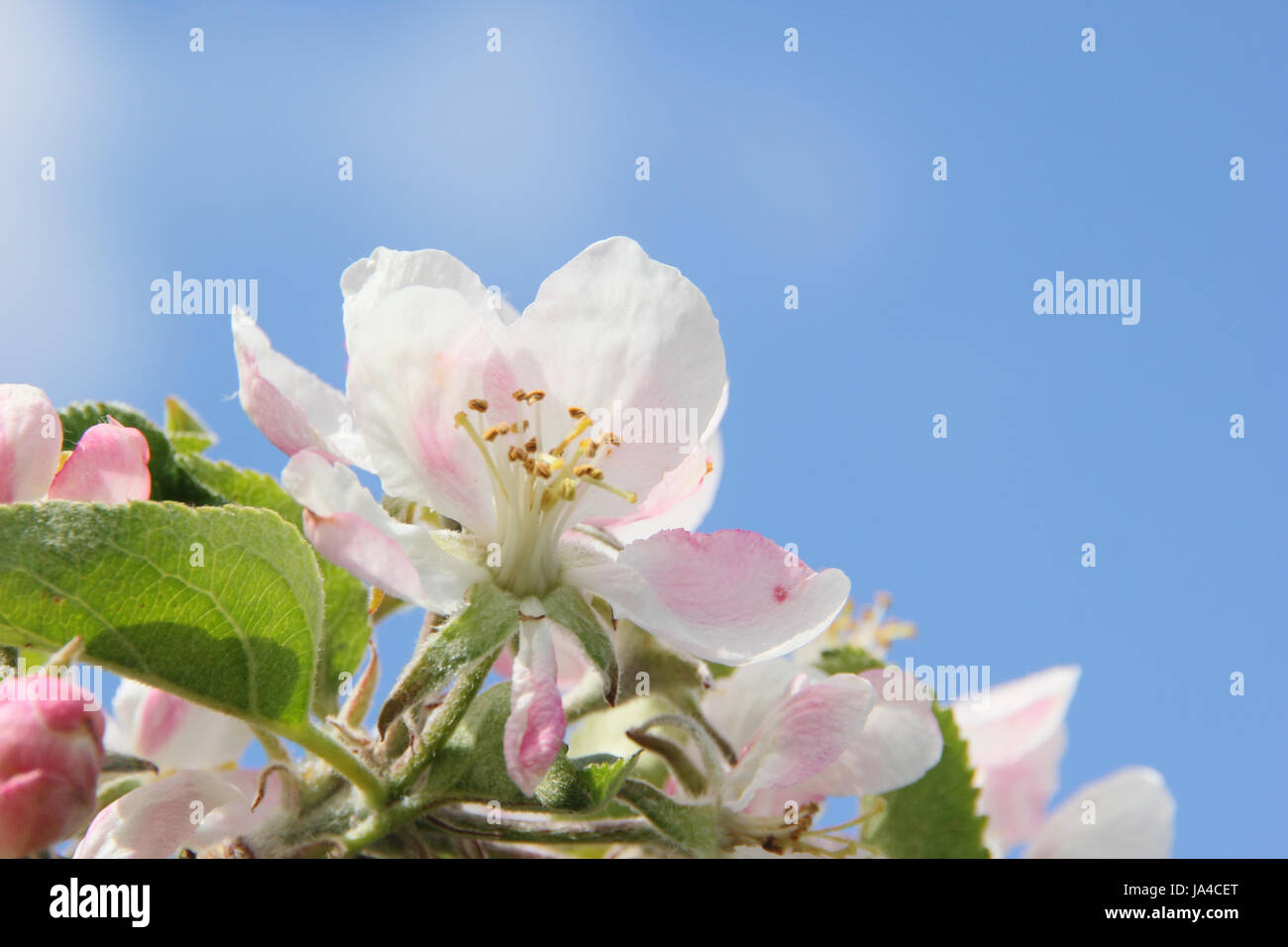 La mela fiorisce nel Regno Unito. Mela in fiore cielo blu Malus domestica "Yorkshire aromatic" in fiore in un frutteto inglese. REGNO UNITO Foto Stock