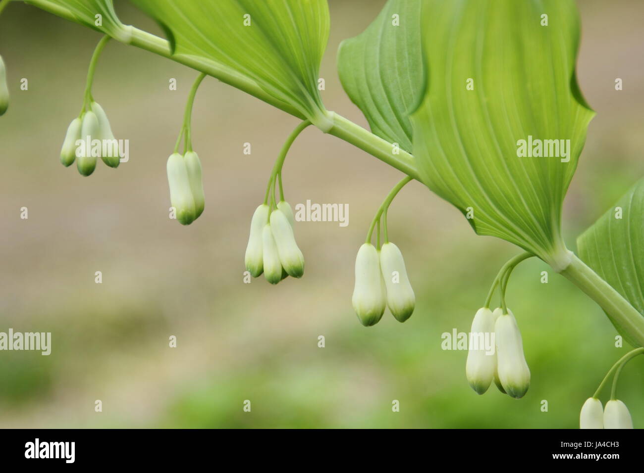 Salomone guarnizione (polygonatum x hybridum) visualizzato con punta verde campane bianche in piena fioritura in un cottage Inglese giardino in aprile, REGNO UNITO Foto Stock