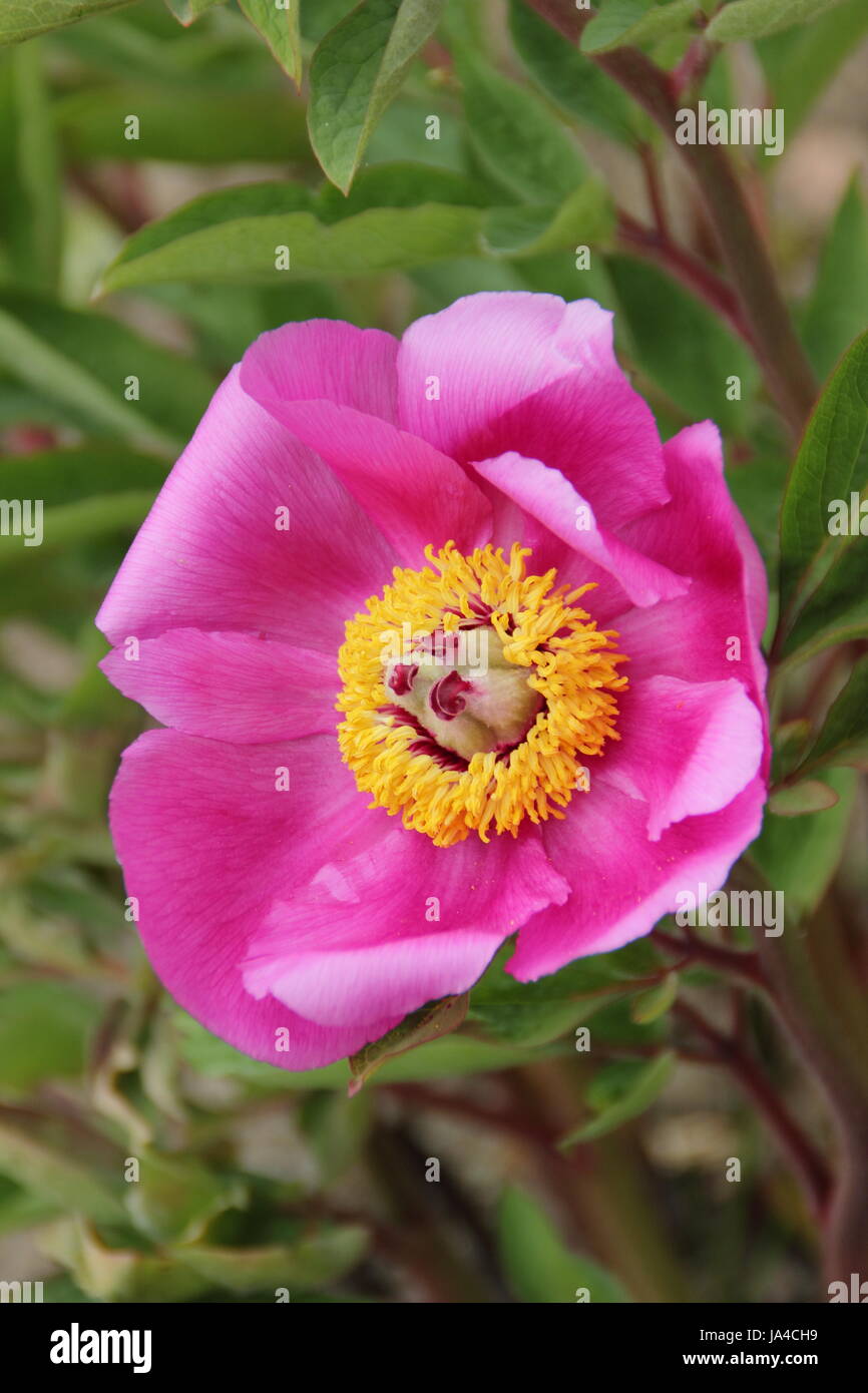 Peonia comune (Paeonia officinalis) in piena fioritura al confine di un giardino inglese - Maggio Foto Stock