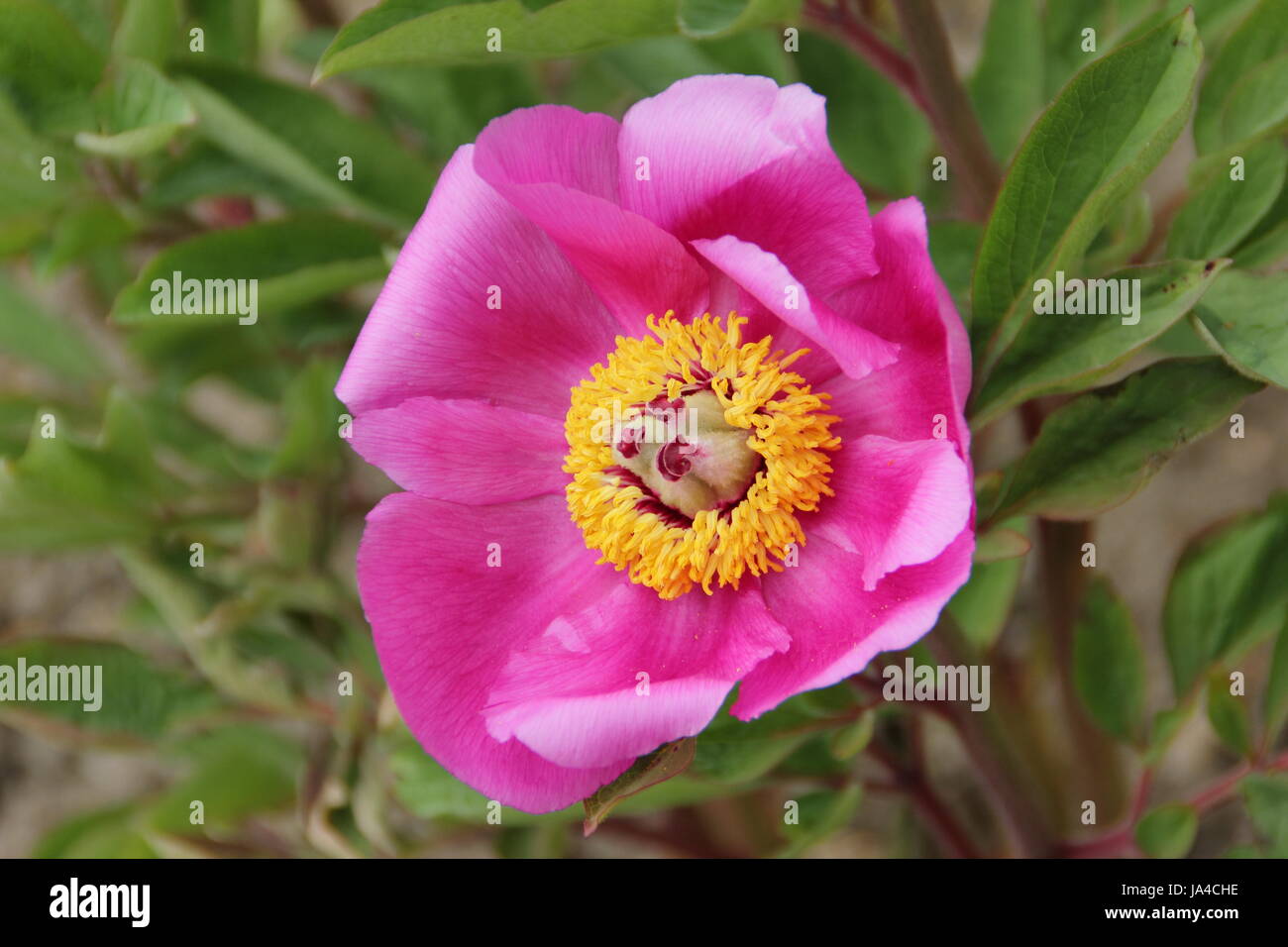 Peonia comune (Paeonia officinalis) in piena fioritura al confine di un giardino inglese - Maggio Foto Stock