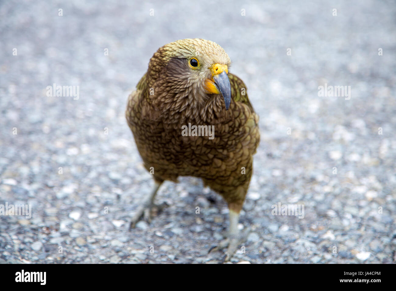 Kea bird (Nestor notabilis) in Nuova Zelanda Foto Stock