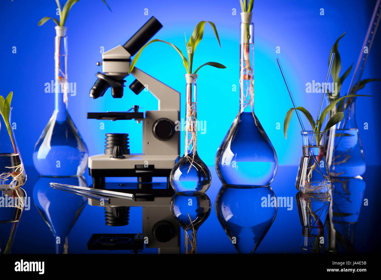 Biotecnologie e scienze floreali tema. Sperimentare con la flora in laboratorio. Foto Stock
