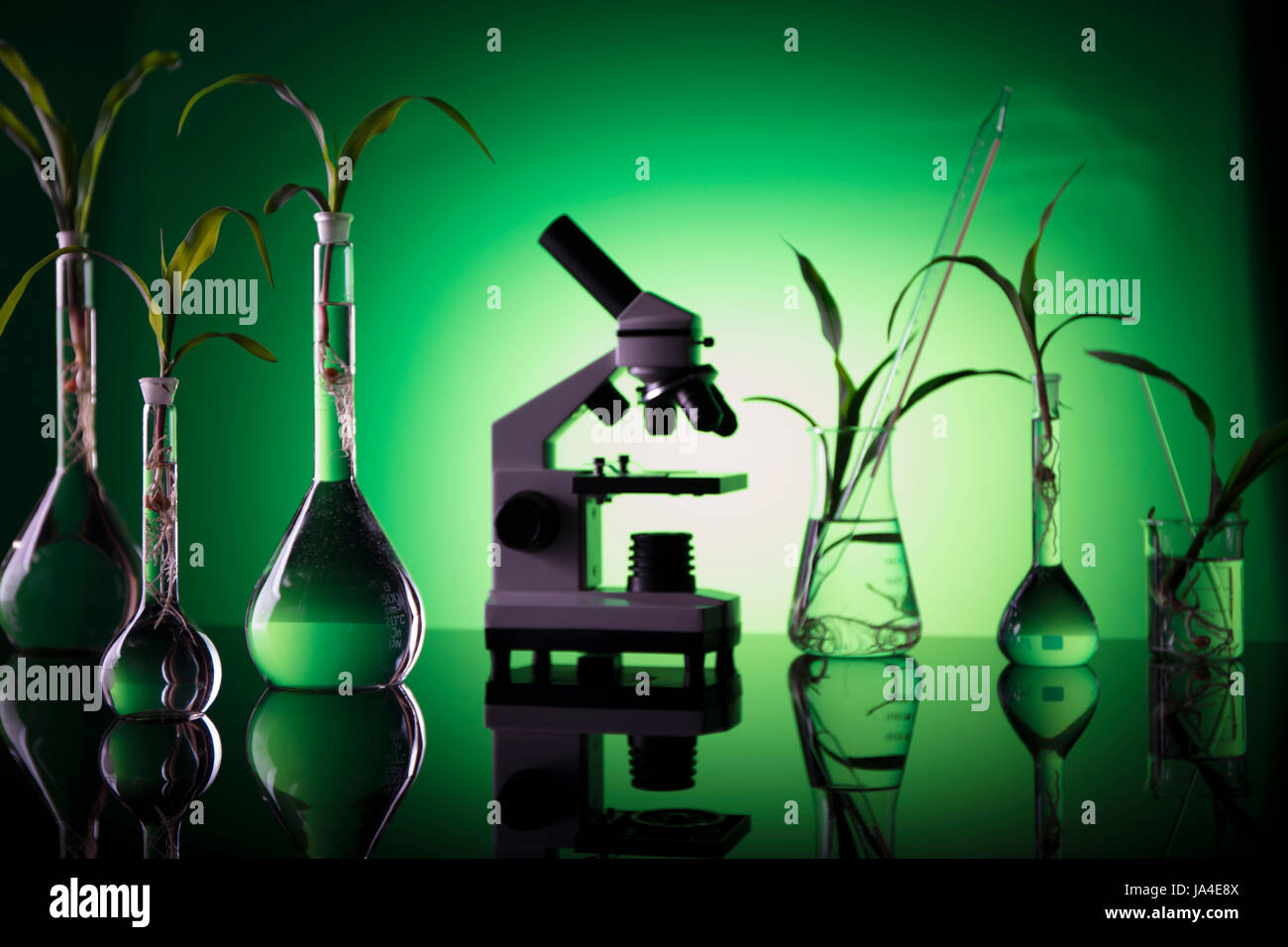 Biotecnologie e scienze floreali tema. Sperimentare con la flora in laboratorio. Foto Stock