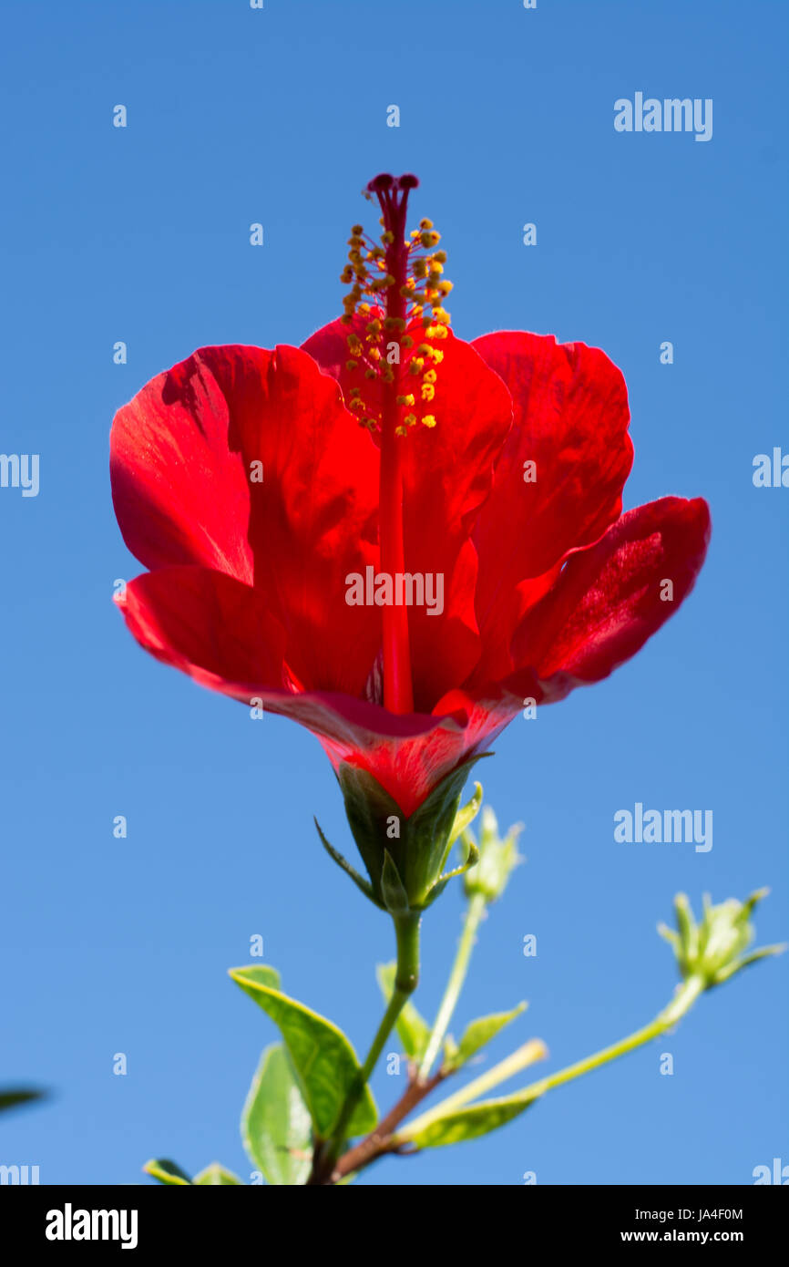 Bellissimi fiori di ibisco nella struttura ad albero della fioritura in giardino, vicino, spazio di copia Foto Stock