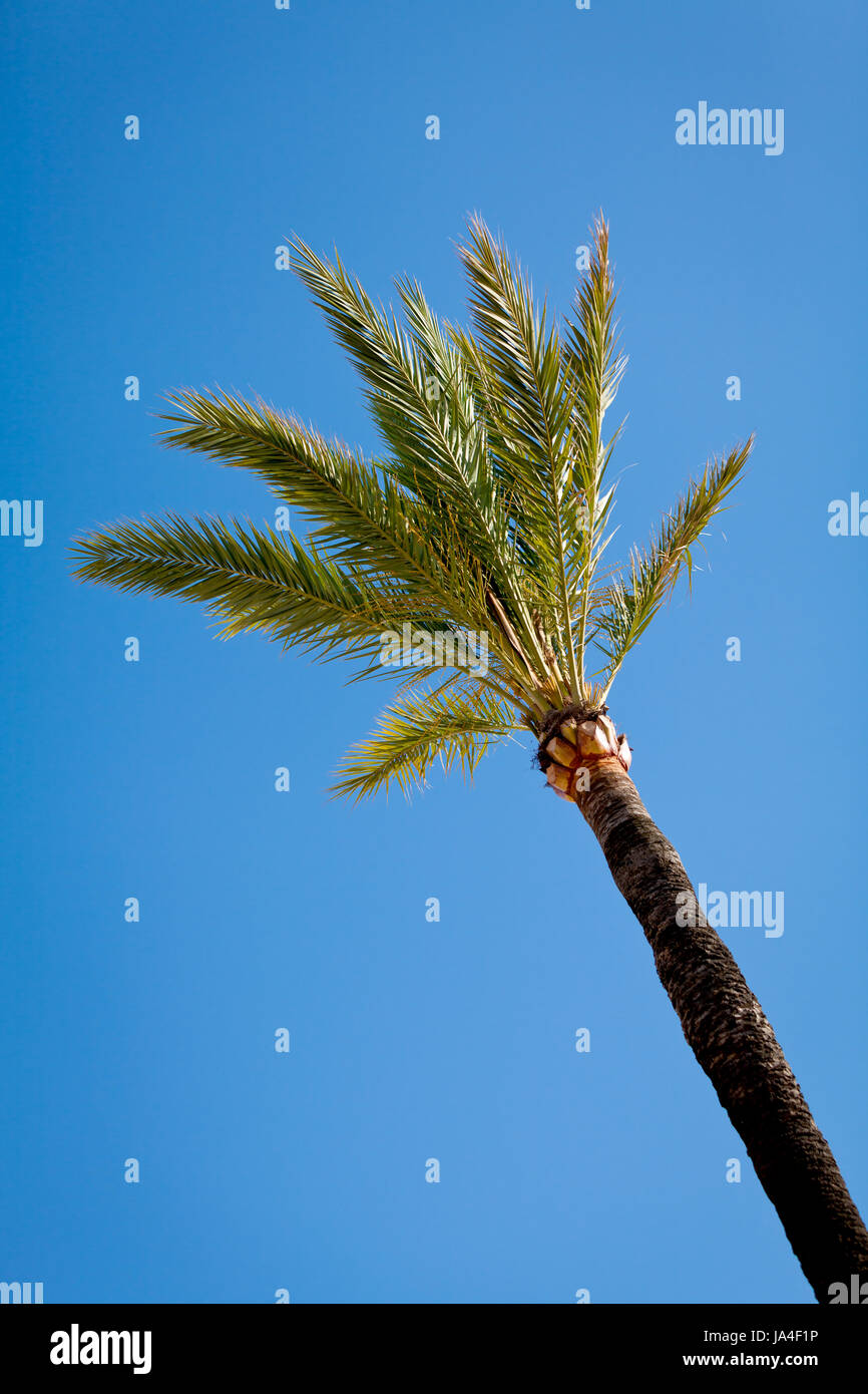 Palma verde contro il cielo blu in estate vacanze natura Foto Stock