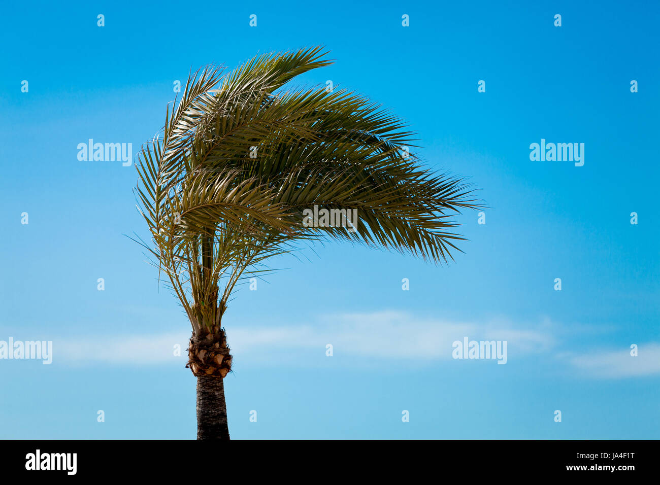 Blu, spiaggia, mare, spiaggia, mare, estate, summerly, Palm tree, coco, Foto Stock