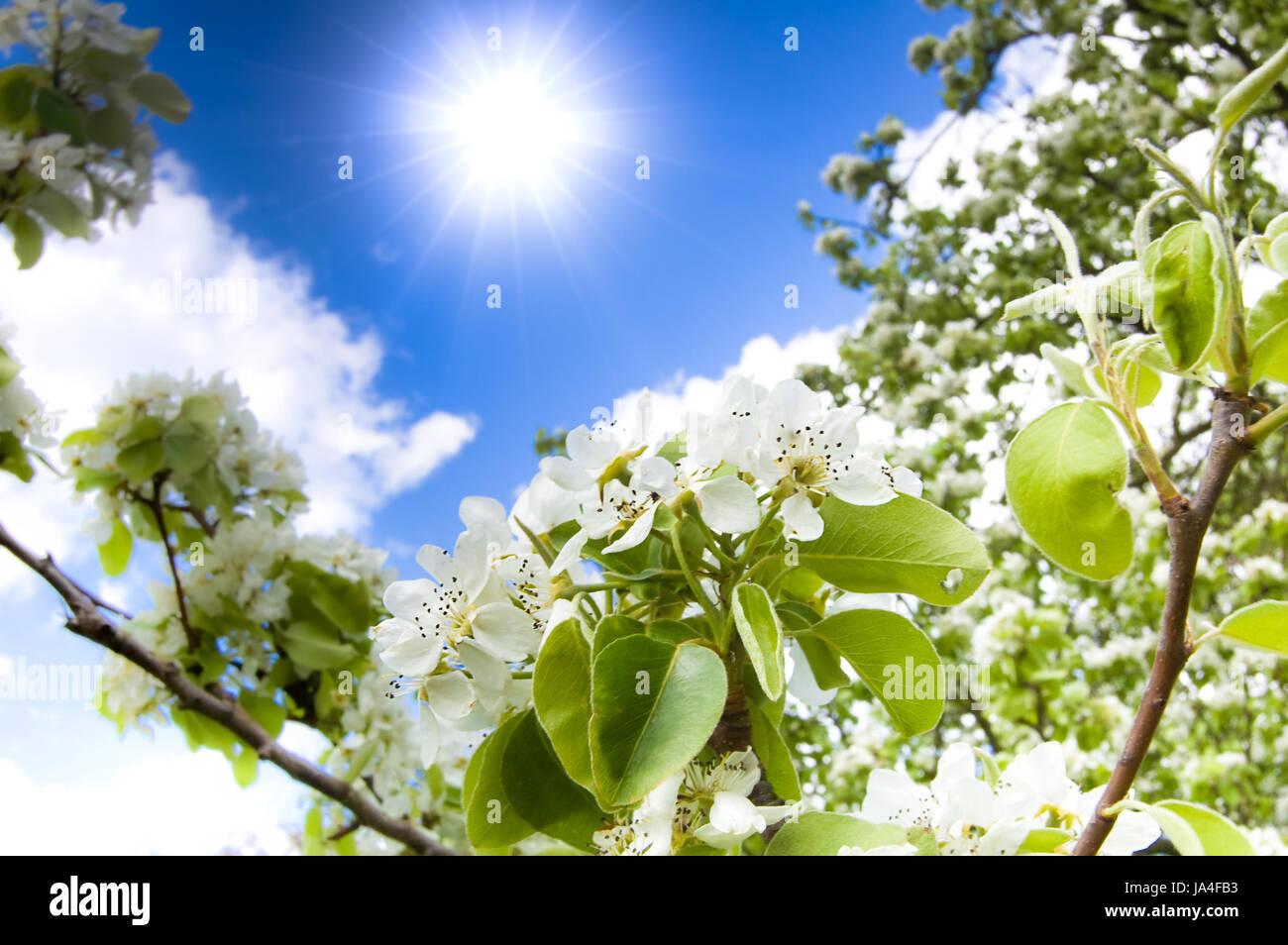 Albero, pianta, bloom, blossom, fiorire, fiorente, foglie, fiori, fiori, Foto Stock