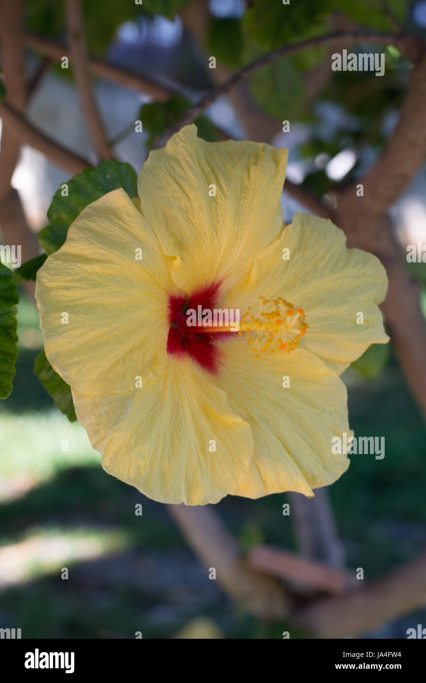 Bellissimi fiori di ibisco nella struttura ad albero della fioritura in giardino, vicino, spazio di copia Foto Stock