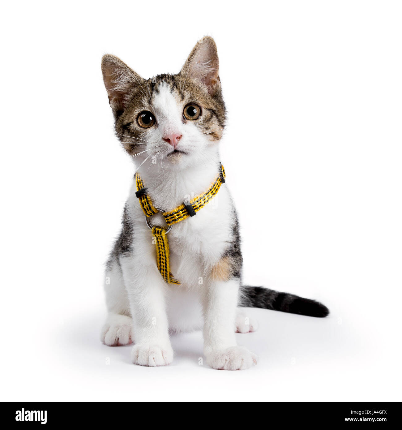 European Shorthair kitten / gatto seduto su sfondo bianco usura cablaggio giallo Foto Stock