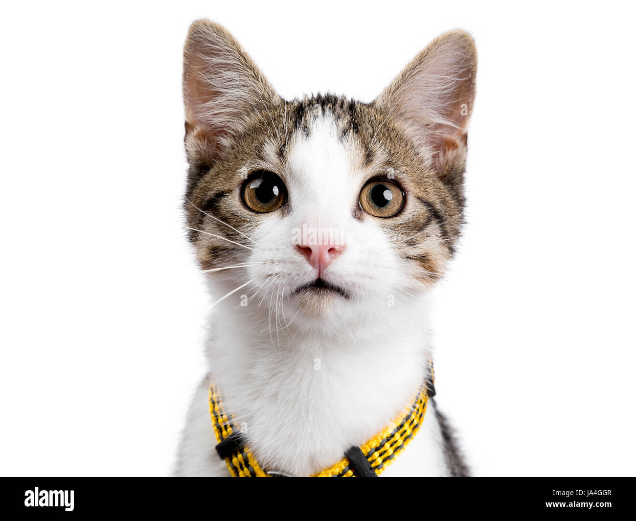 Colpo alla testa della European Shorthair kitten / gatto su sfondo bianco indossando harnas giallo e guardando nella telecamera Foto Stock