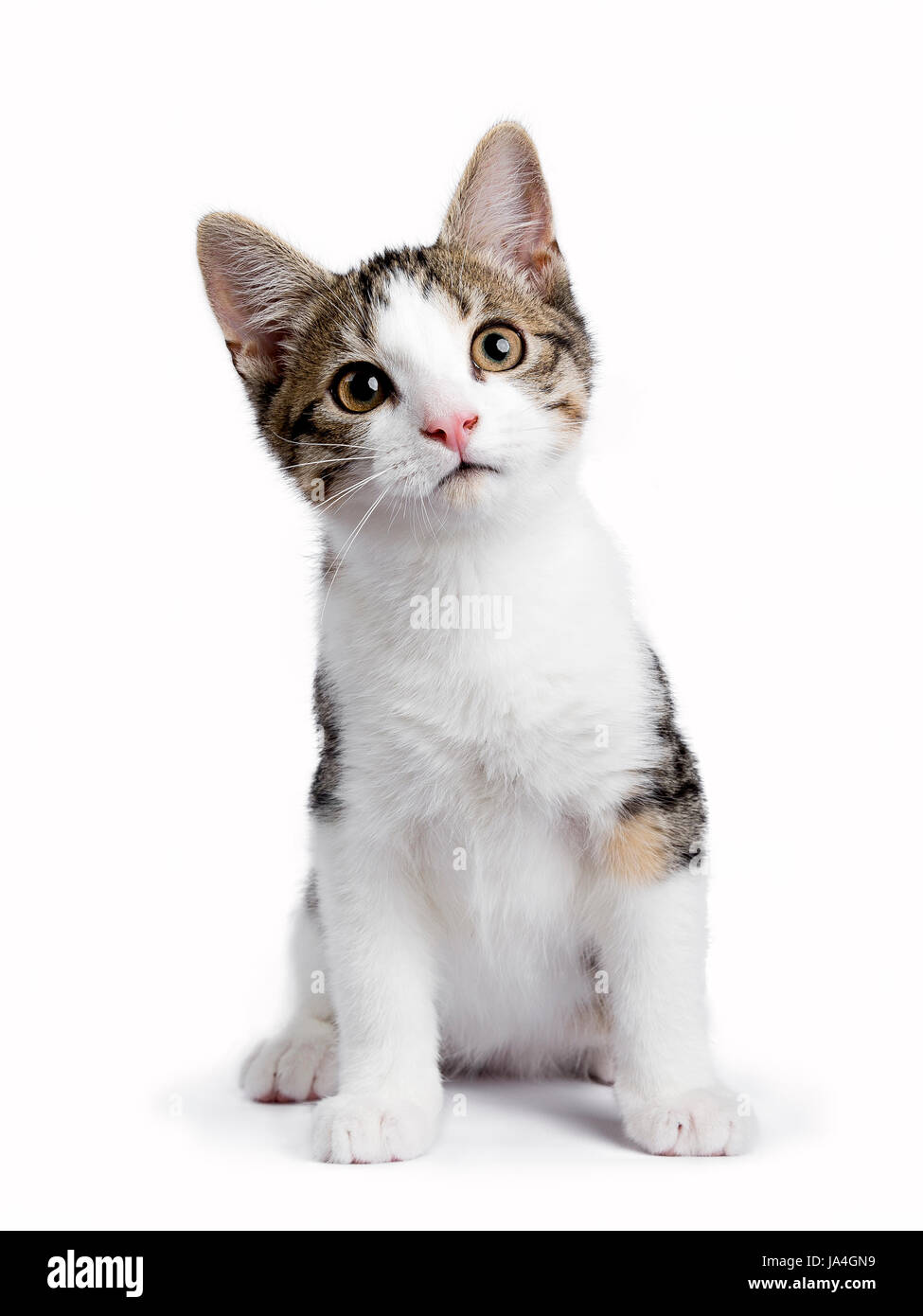 European Shorthair kitten / gatto seduto su sfondo bianco e guardando alla fotocamera Foto Stock