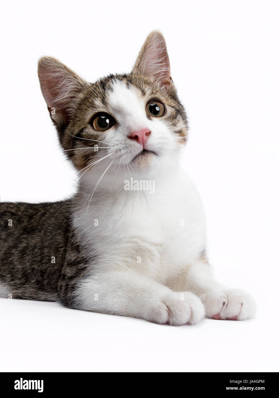 Ritratto di European Shorthair kitten isolato su sfondo whiet lloking fino Foto Stock