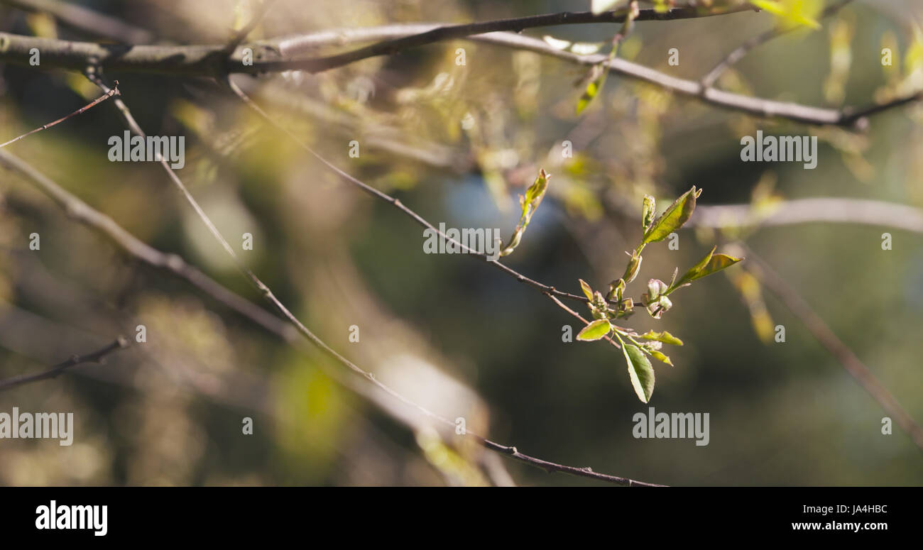 Foglie giovani di prunus serotina in presenza di luce solare Foto Stock