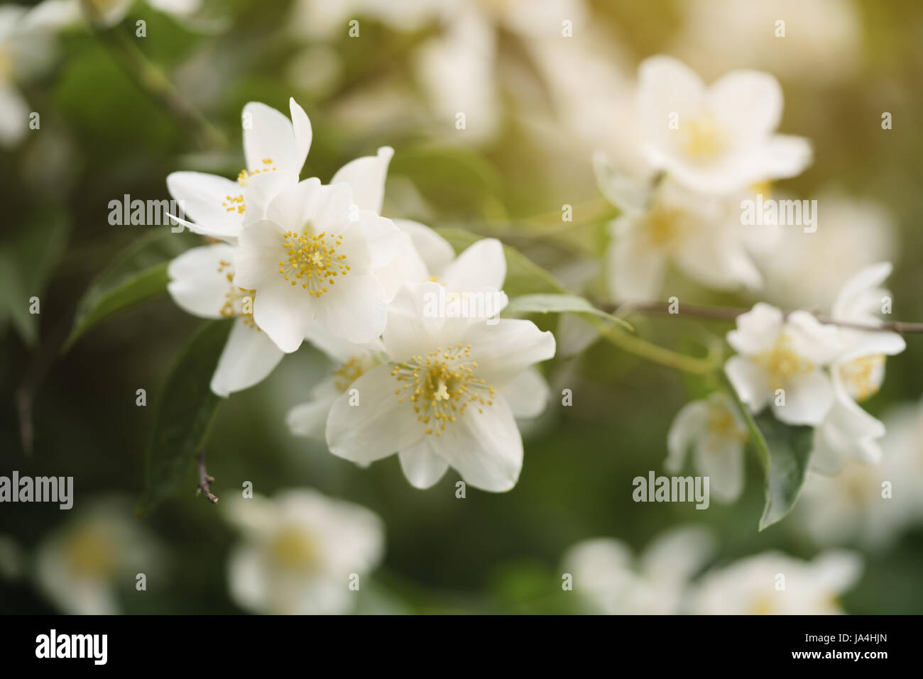 Ripresa macro di fiori di gelsomino fioritura nella soleggiata giornata estiva Foto Stock
