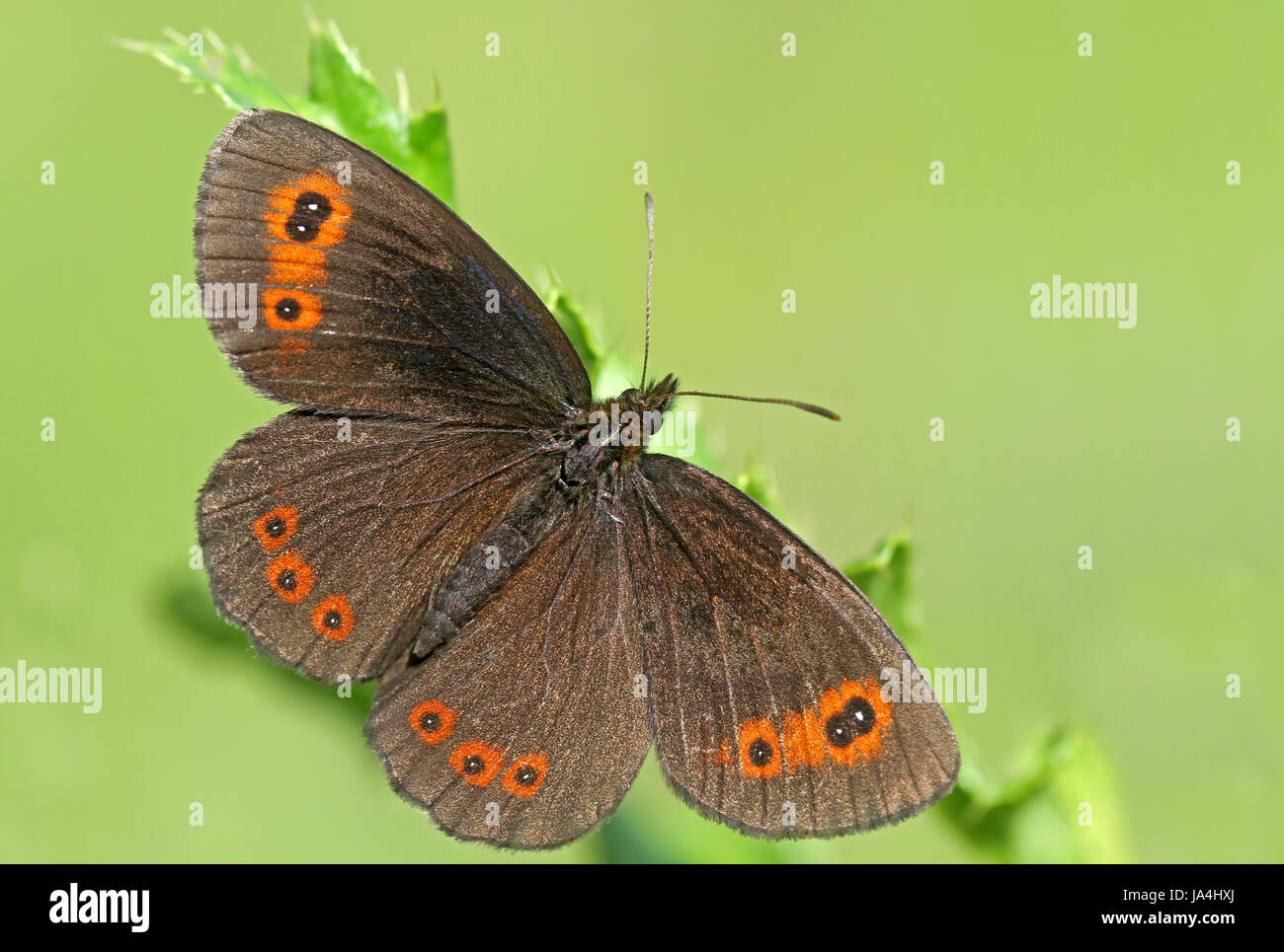 Butterfly, farfalle e insetti, insetti, butterfly, peli, Marguerite, Foto Stock