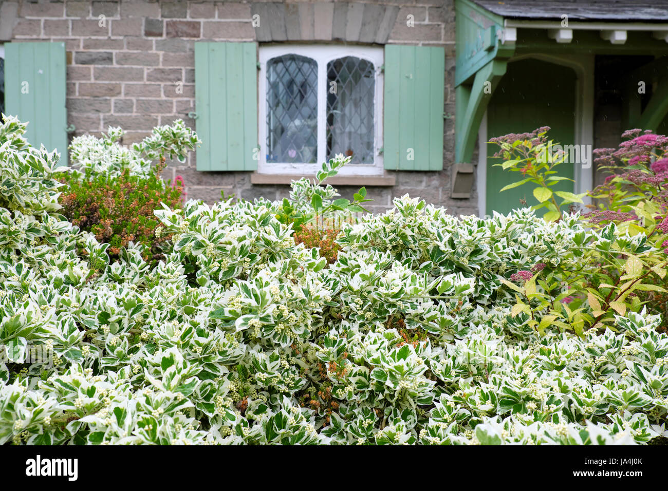 Euonymus fortunei Silver Regina arbusto crescente come una siepe di fronte all edificio con persiane verdi in Hay-on-Wye, Wales UK KATHY DEWITT Foto Stock