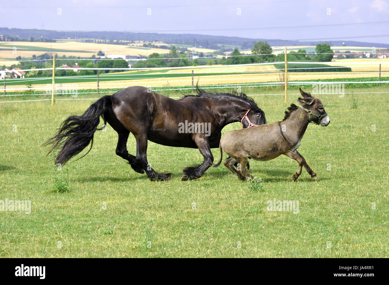 Il cavallo, l'asino, cintura, cavallo, mammifero, sostengono, suoneria,  coda, asino, alla cintura Foto stock - Alamy