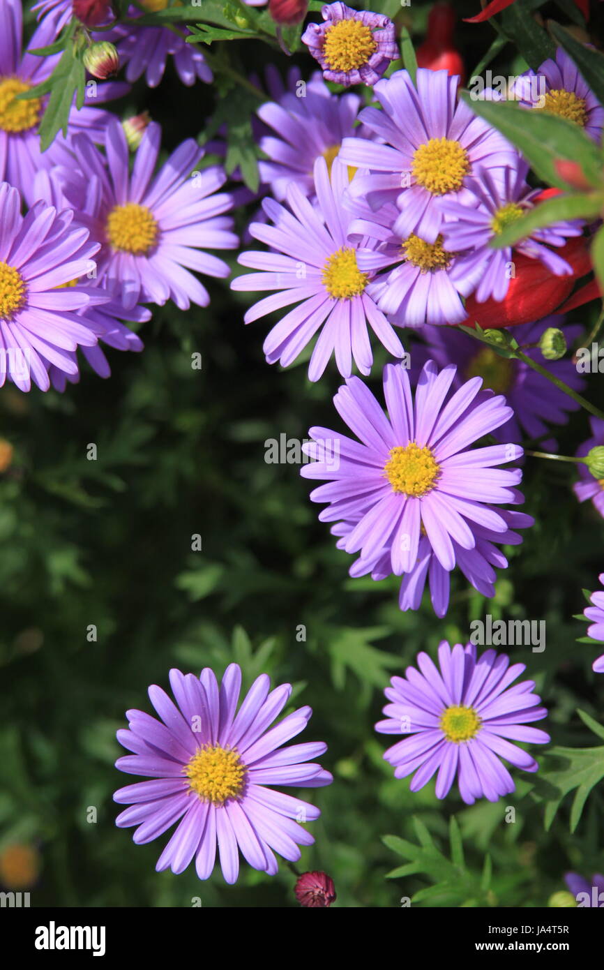 Margarites, primavera estate stagione di semina il giardinaggio Foto Stock