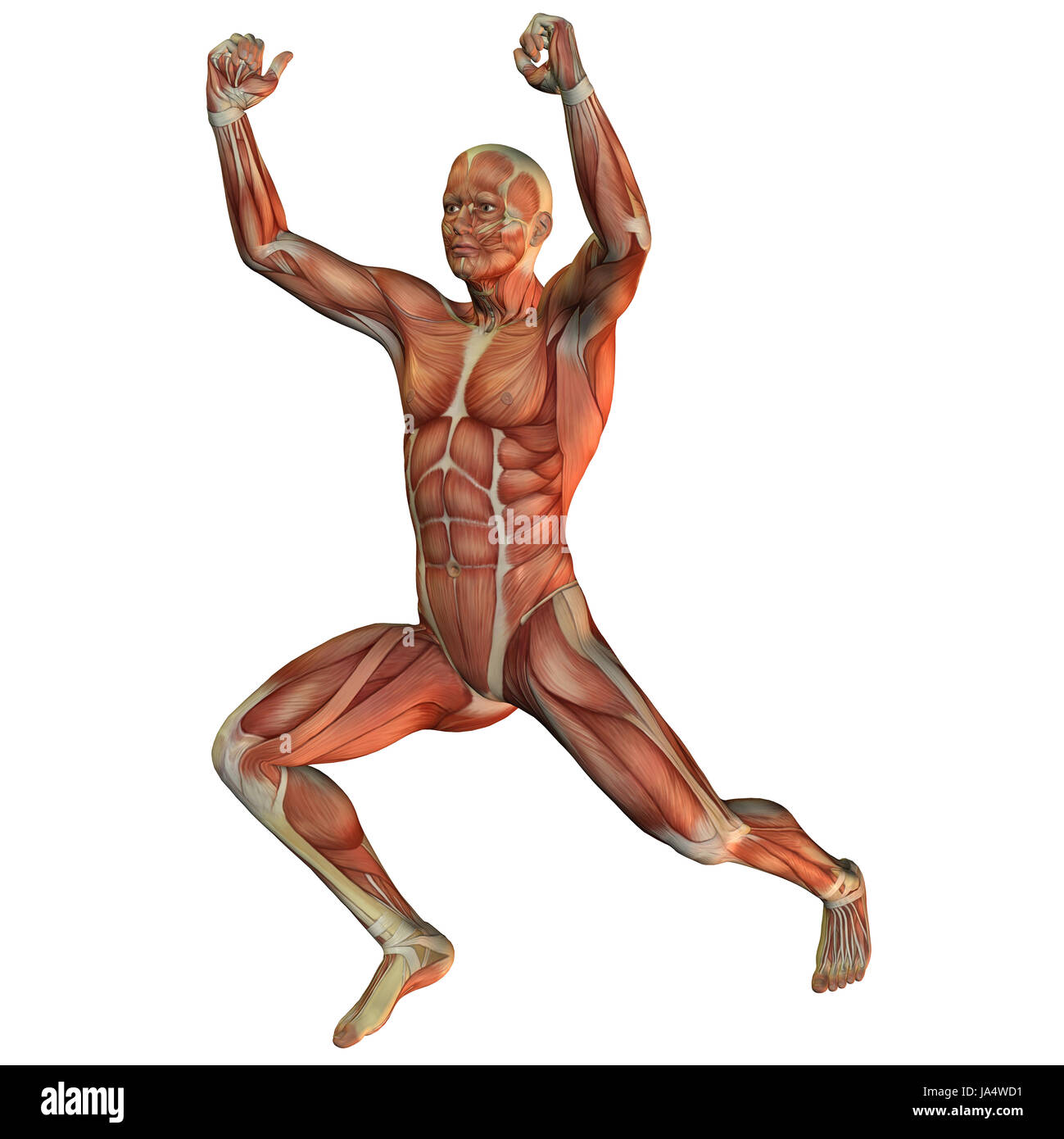 Illustrazione Muskelstruktur bei einem männlichen Gewichtheber von vorne Foto Stock