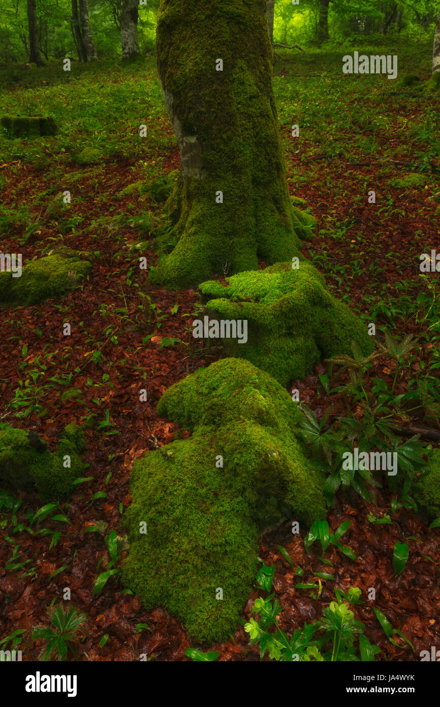 Il muschio verde della foresta Foto Stock
