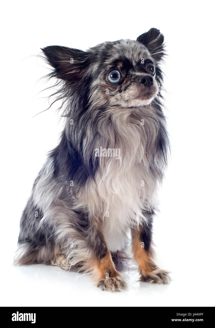 Animale, pet, ritratto, cane, Bianco, testa, bella, beauteously, Nizza, marrone, Foto Stock