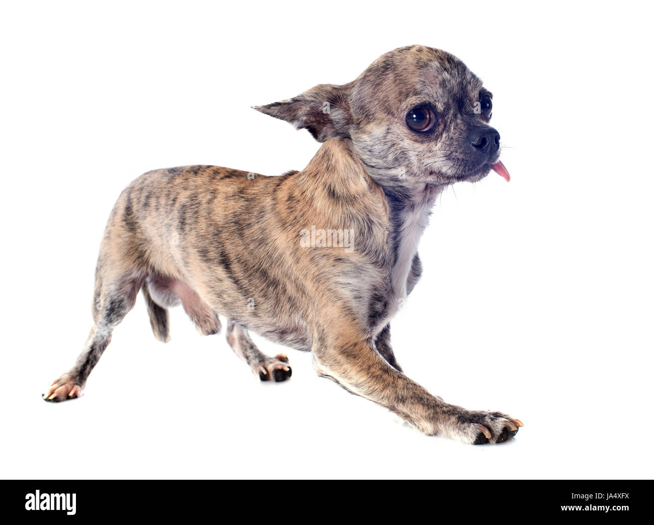 Animale, pet, ritratto, cane, Bianco, testa, bella, beauteously, Nizza, marrone, Foto Stock
