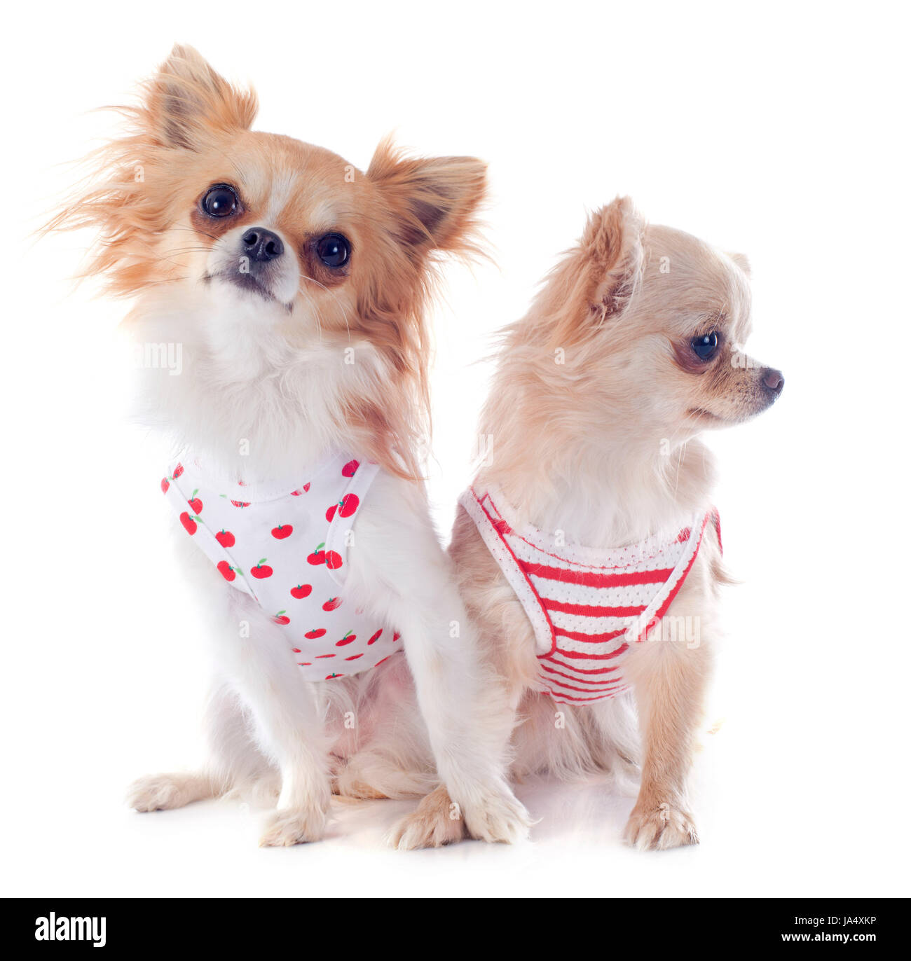 Cane cani, cucciolo, rivestire, vestito placcate, due, mantello, bella beauteously, Foto Stock