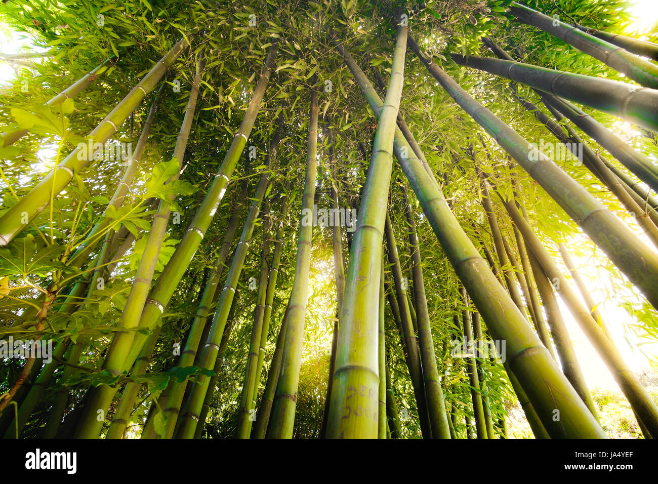 Foresta di bamboo texture flare luce solare attraverso la struttura ad albero Foto Stock