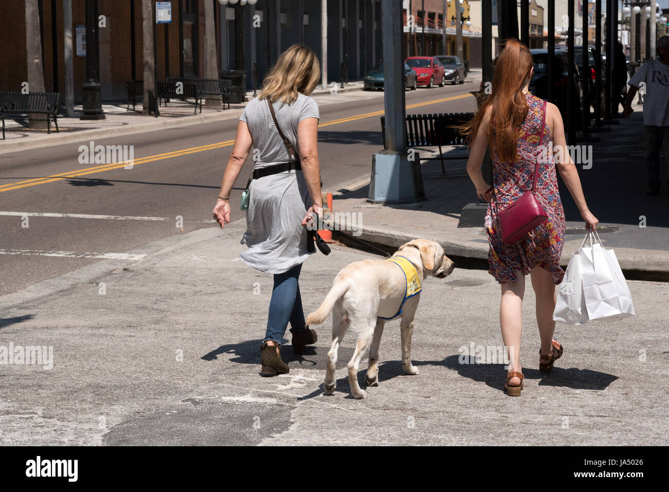 Donna attraversare una strada per la formazione di un cane compagni Labrador cane in Ybor City Tampa Florida USA Foto Stock