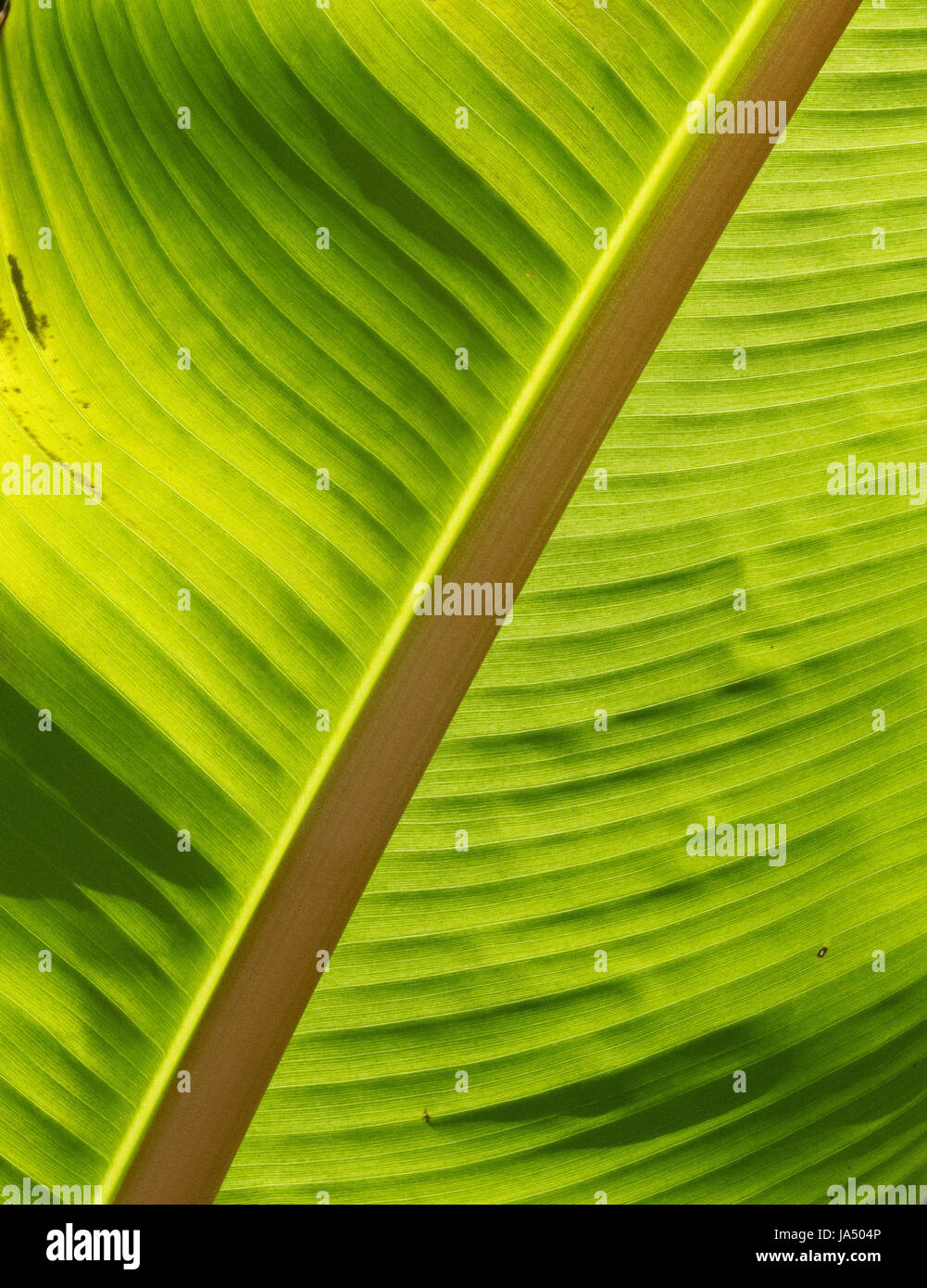 Foglia, foglie, flora, linee, ricca, ricchi ben off, drop, banana, lineare Foto Stock