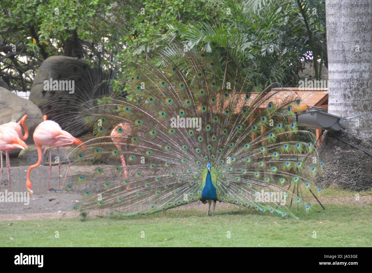 Peacock visualizzando le sue piume segrete. Foto Stock