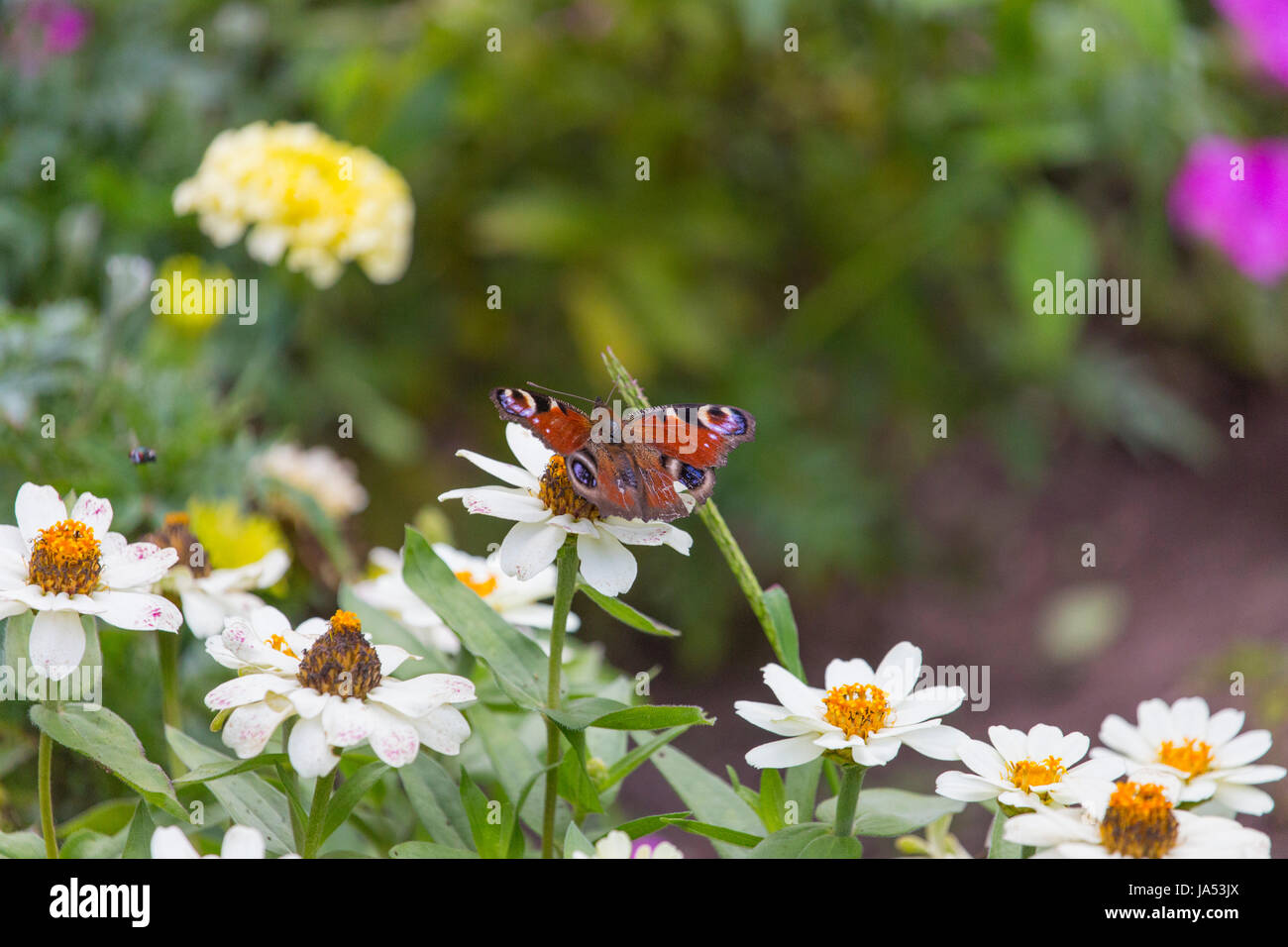Insetto, butterfly, Tarma, insetto, butterfly, Tarma neoptera, Lepidoptera, Foto Stock
