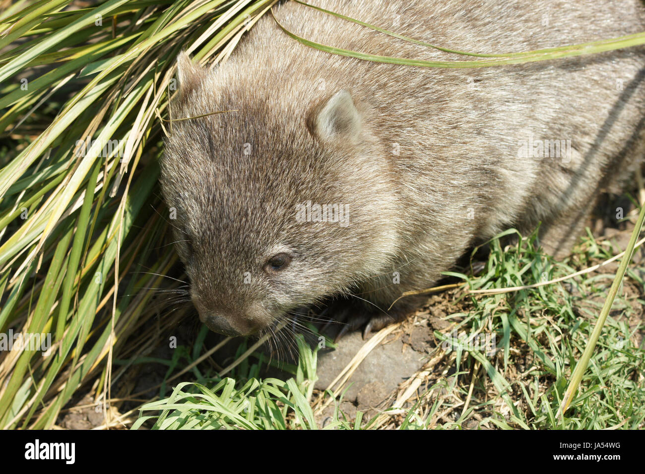 Wombat,Tasmania, Australia Foto Stock