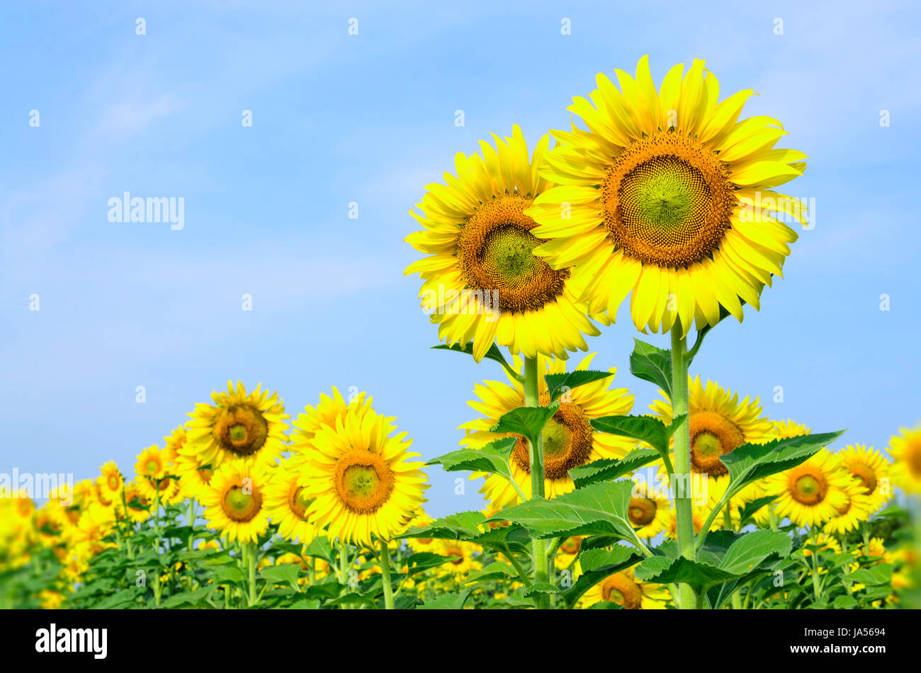 Flower, impianti, girasole, paese, paesaggio, paesaggio, natura, bellezza, Foto Stock