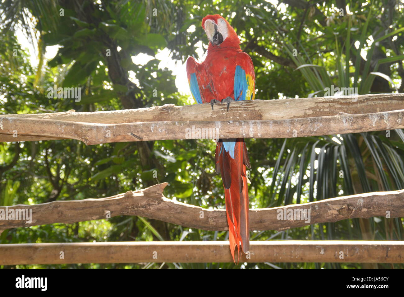 Macaws - scarlatto e il blu e il giallo Foto Stock