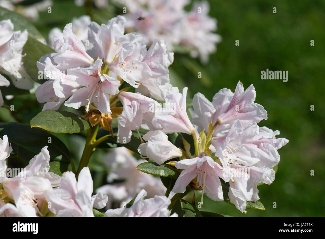 Fiori e foglie di rododendro Cunningham "bianco", lievi fiori rosa su questa primavera flowerinf ericaceous arbusto, Berkshire, Aprile Foto Stock