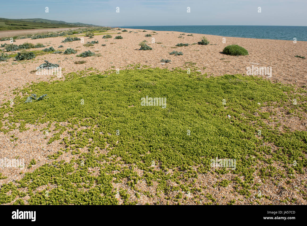 Inglese stonecrop, Sedum anglicum, tappetino di fioritura delle piante sulla ghiaia di Chesil Beach, Dorset, può Foto Stock