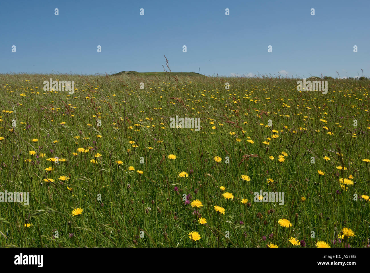 Un Dorset prati fioriti con trifoglio rosso, erbe miste compresi di loglio, soft brome, sorrel, trifoglio bianco e ruvido hawkbit, Charmouth, può Foto Stock