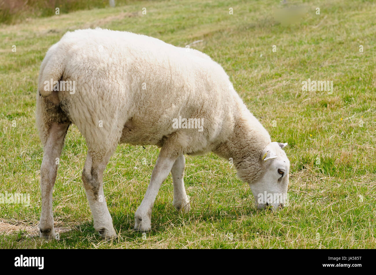 Pecore, dune, dune, Sylt, pecore (pl), isola, isola, vacanza, Foto Stock