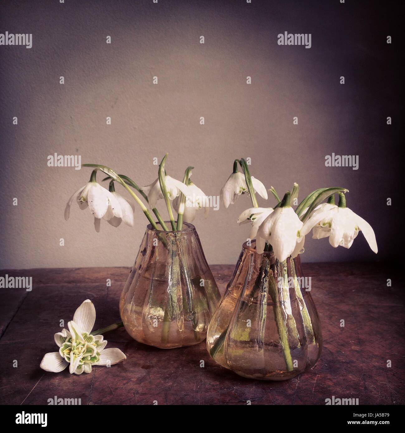 Snowdrops in un vaso Foto Stock