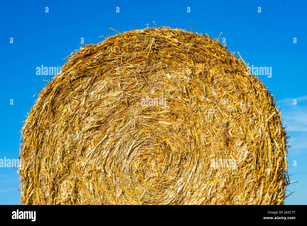 Macro Close-up, macro di ammissione, vista ravvicinata, agricoltura, allevamento, Foto Stock