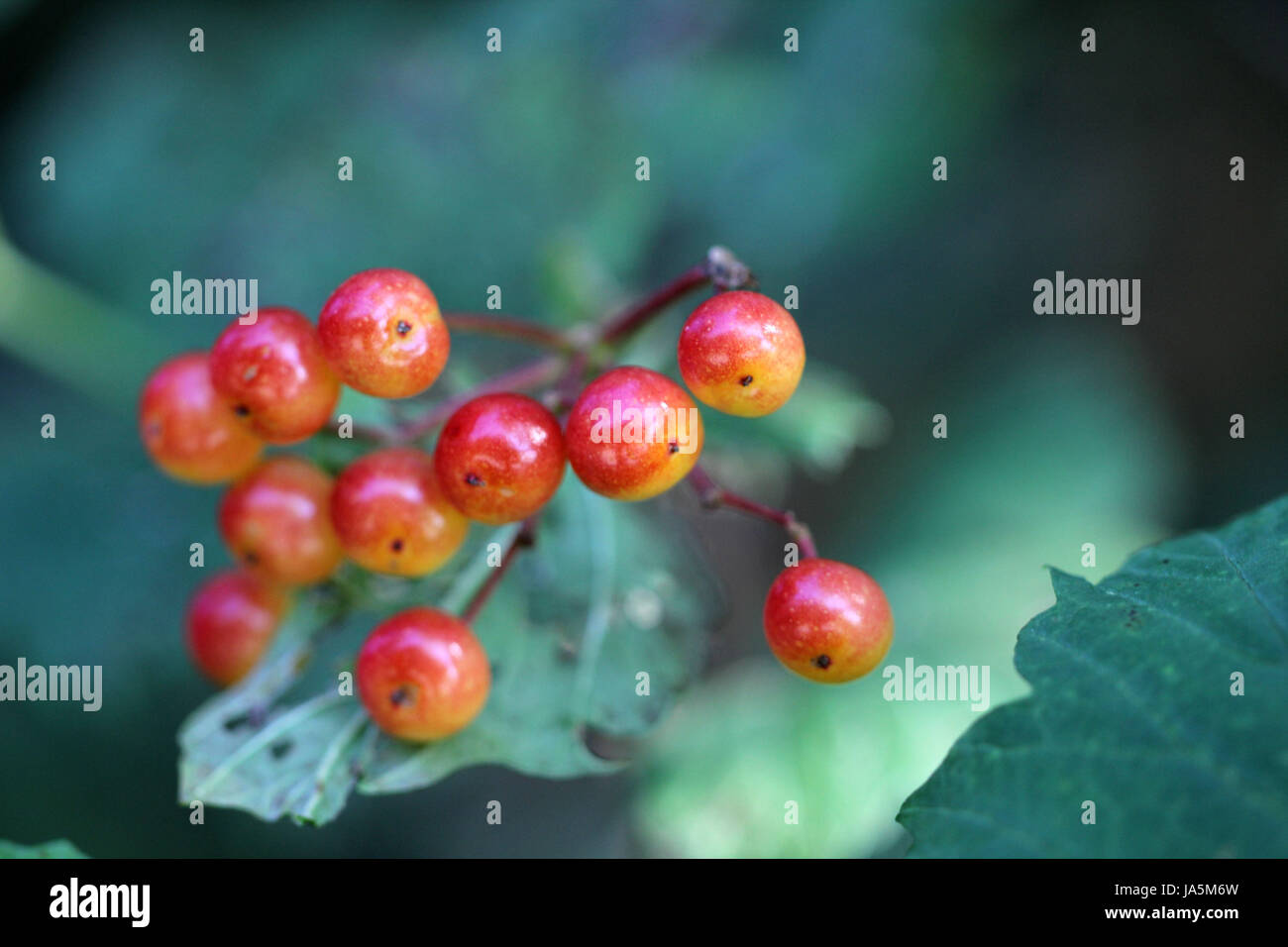 Albero, giardino, flora, frutta, fruttato, bacche, giardini, Berry, vitamine, Foto Stock