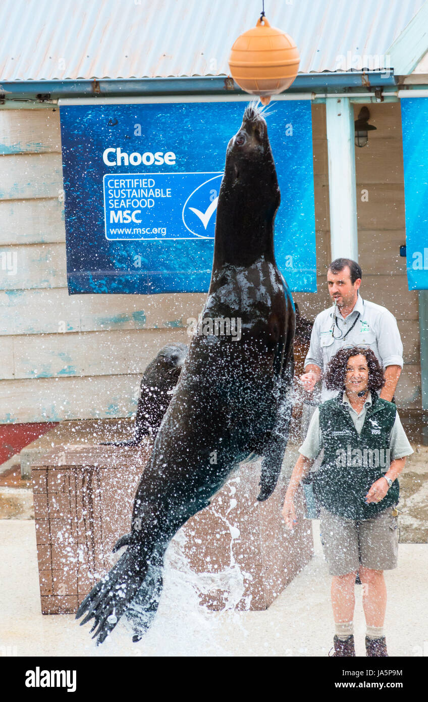 Californian Sea Lion salta fuori dell'acqua durante lo zoo di Taronga guarnizione mostra, Sydney, Australia Foto Stock