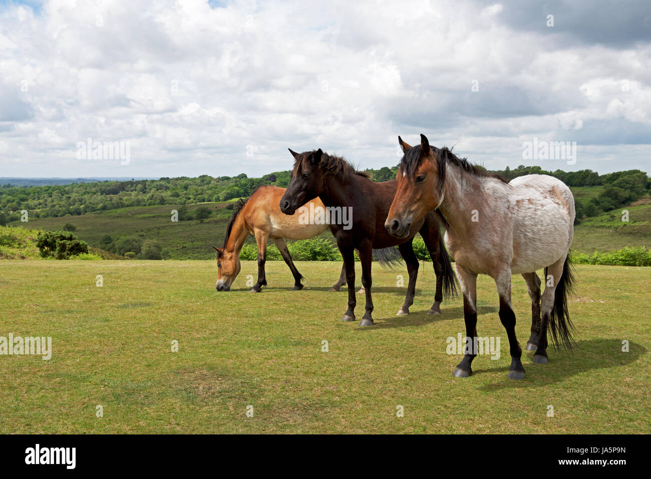 Cavalli nella nuova foresta, Hampshire, Inghilterra, Regno Unito Foto Stock