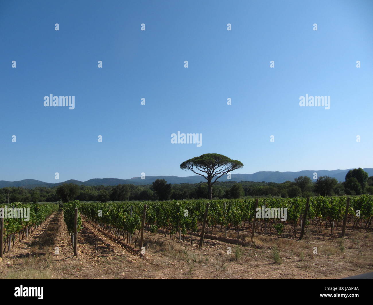 Vigneti vicino a vidauban Foto Stock