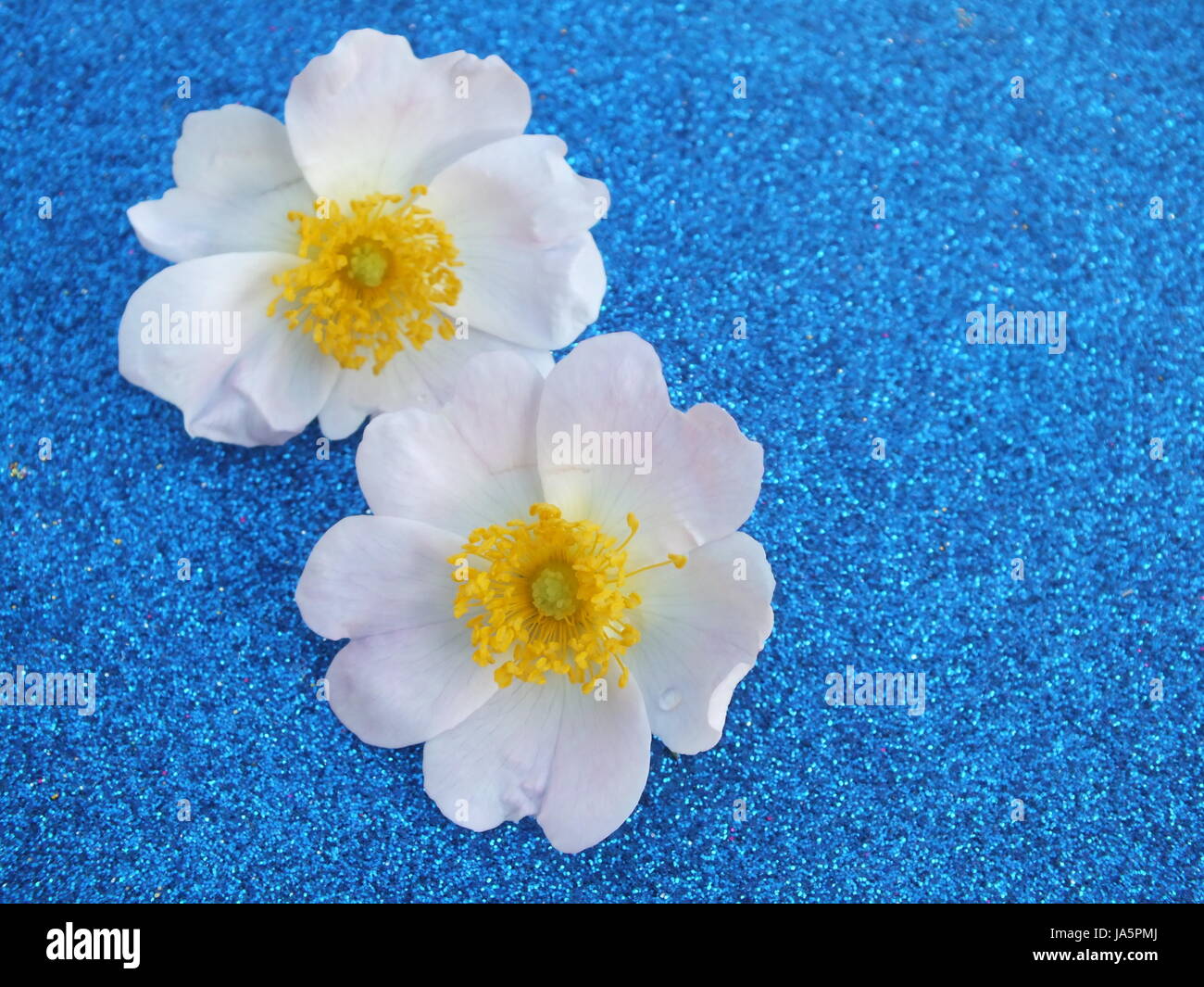 Blu, fiore, rose, piante, colorata, contrasto luminoso e brillante, pallido e bianco puro, Foto Stock