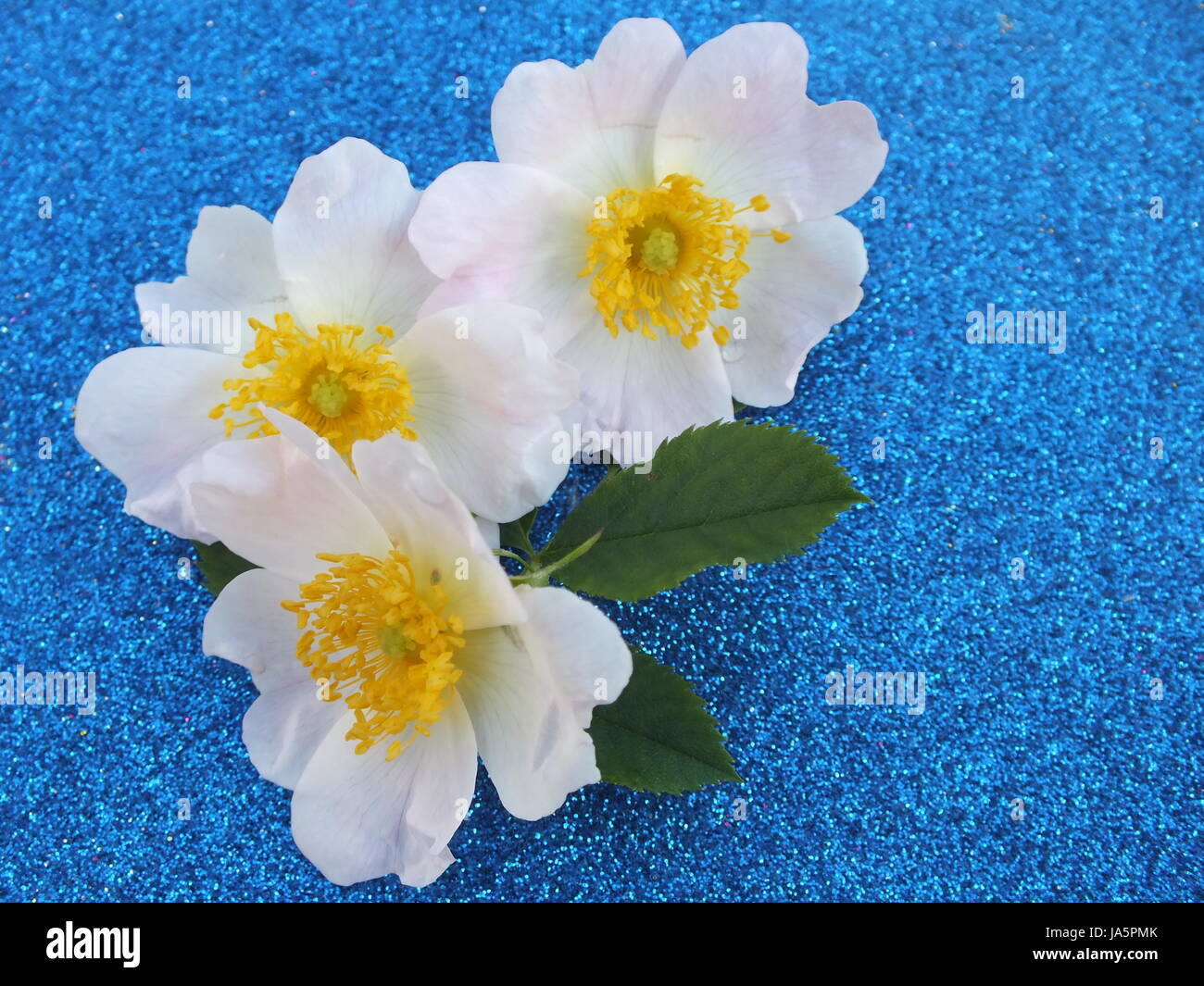 Blu, fiore, rose, piante, colorata, contrasto luminoso e brillante, pallido e bianco puro, Foto Stock