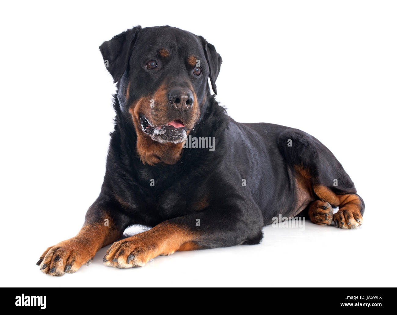 Animale, pet, cane, di razza Rottweiler, vecchio, senior, senior citizen, anziani Foto Stock