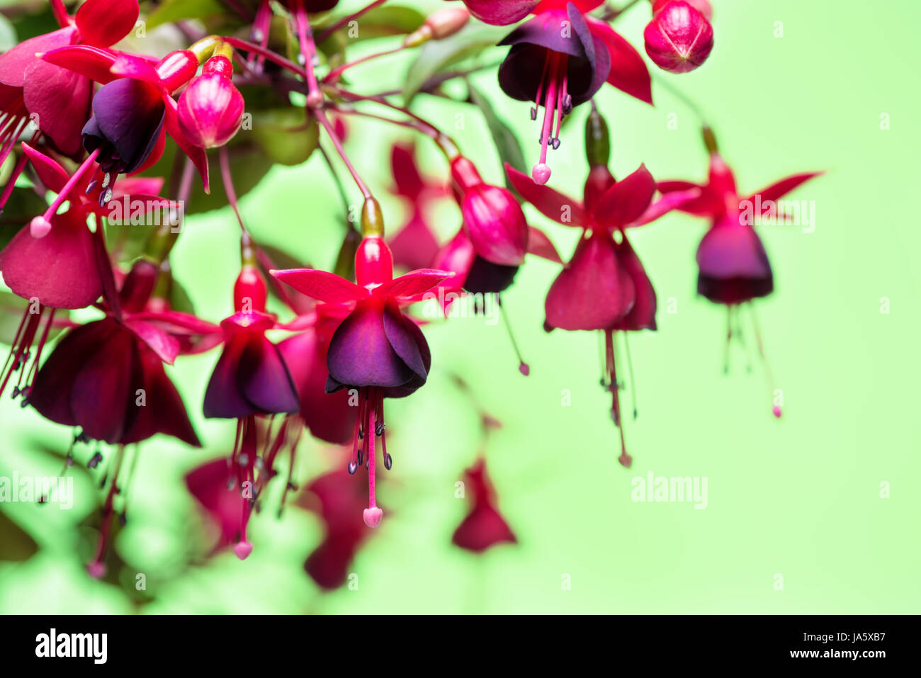 Blooming appeso ramoscello in tonalità di rosso scuro fucsia su sfondo verde, Huets Kwarts, close up Foto Stock