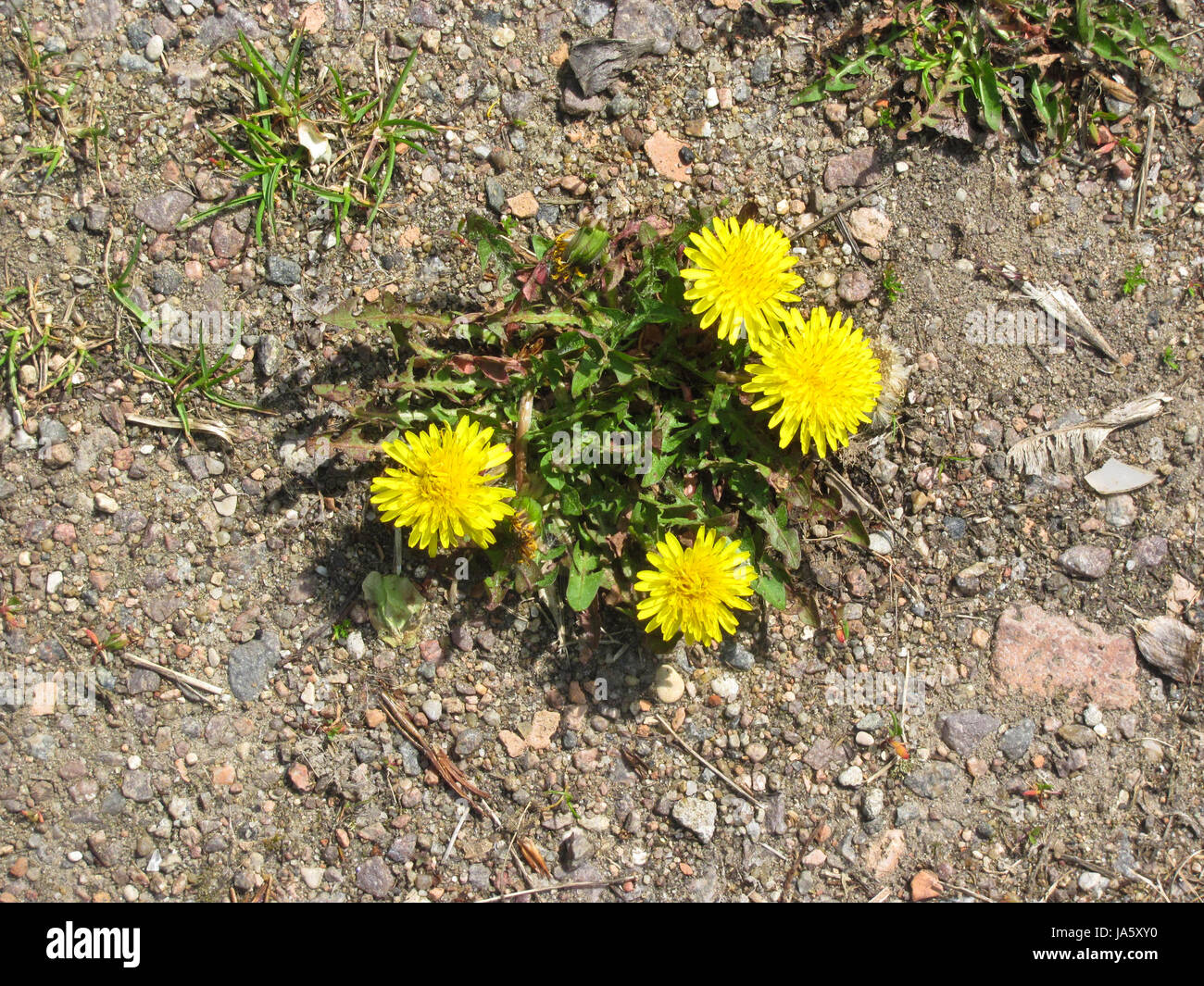 Un sacco di giallo di tarassaco, fiore, sfondo, tessitura Foto Stock